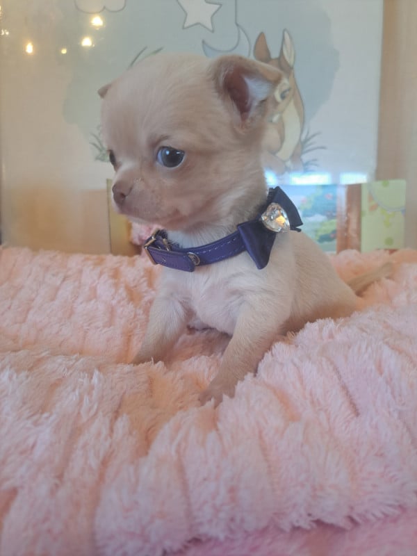 Chihuahua - Les Saphirs De Larjekda