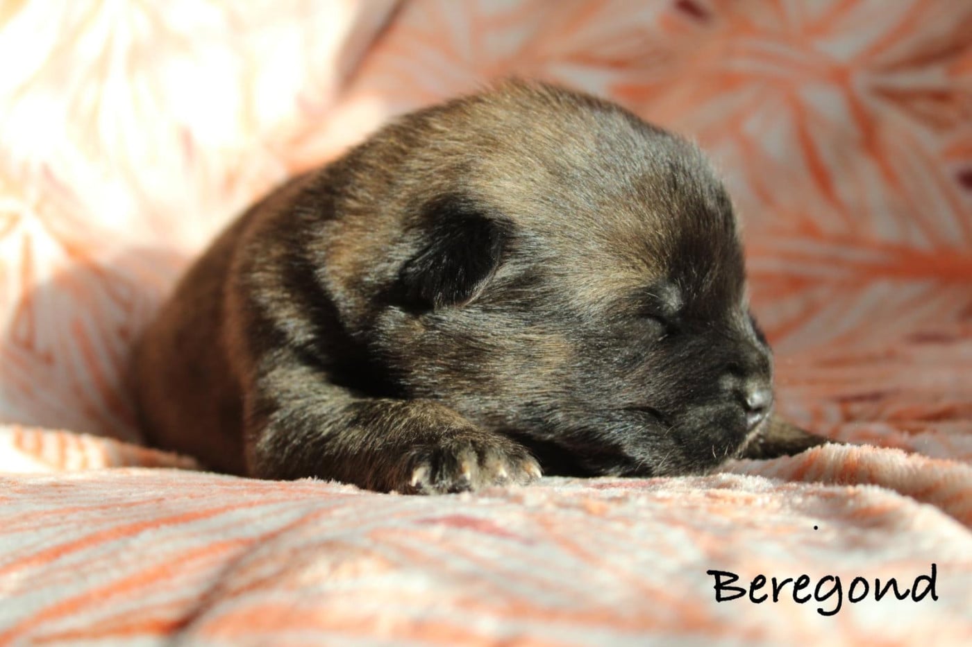BEREGOND - Eurasier