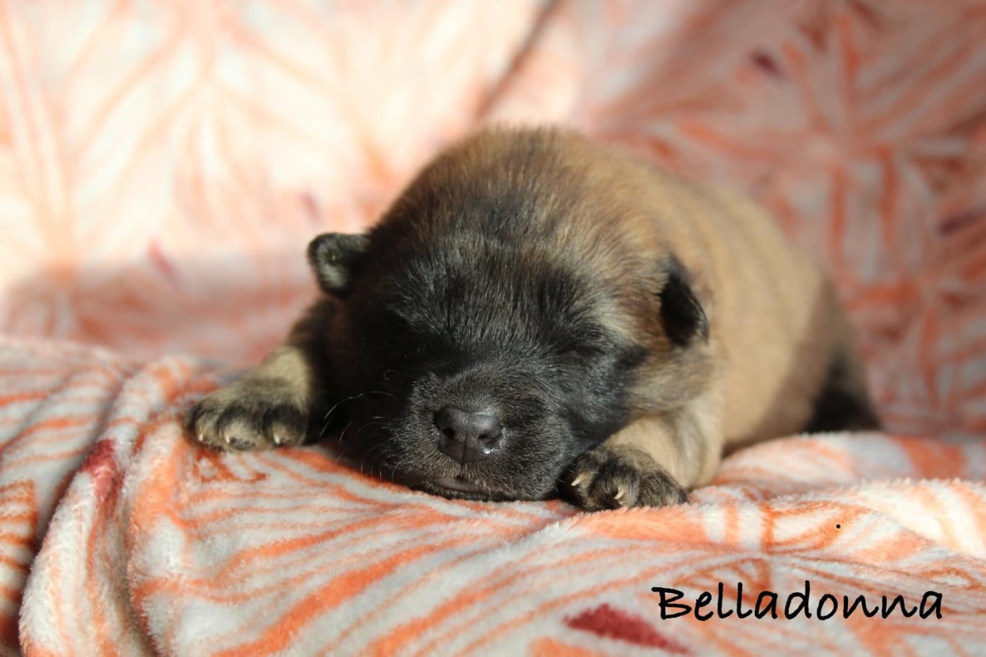 BELLADONNA - Eurasier