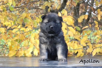 Les chiots de Eurasier