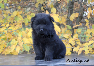 Les chiots de Eurasier