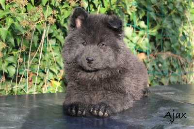 Les chiots de Eurasier
