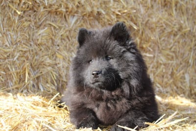 Les chiots de Eurasier