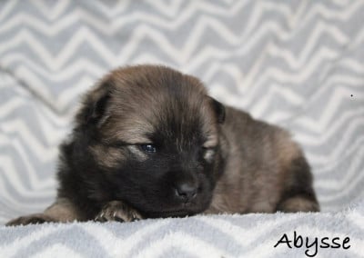 Les chiots de Eurasier