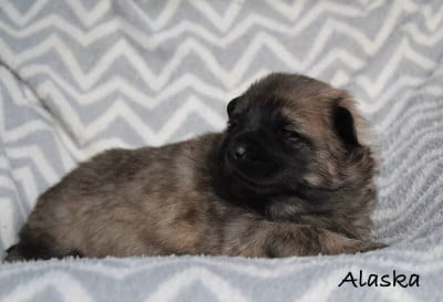 Les chiots de Eurasier