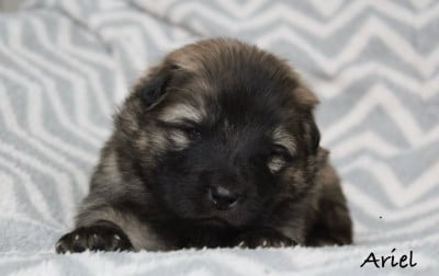 Les chiots de Eurasier