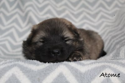 Les chiots de Eurasier