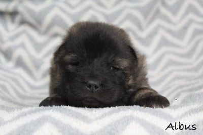 Les chiots de Eurasier