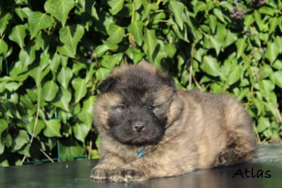 Les chiots de Eurasier