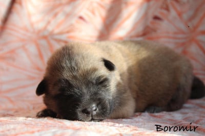 BOROMIR - Eurasier