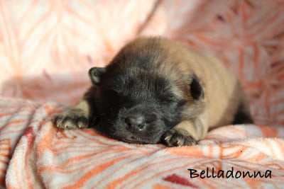 BELLADONNA - Eurasier