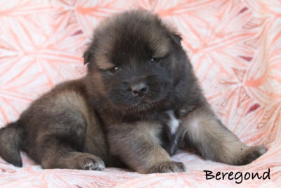 Les chiots de Eurasier