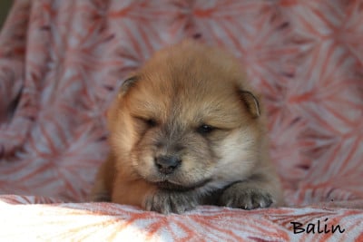 Les chiots de Eurasier