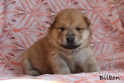 Les chiots de Eurasier