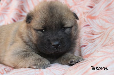 Les chiots de Eurasier