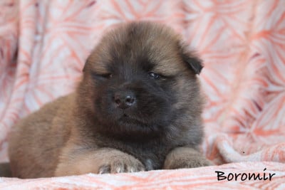 Les chiots de Eurasier