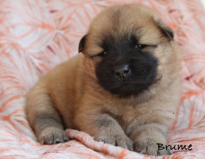 Les chiots de Eurasier