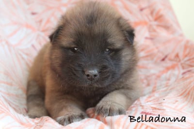 Les chiots de Eurasier