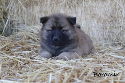 Les chiots de Eurasier