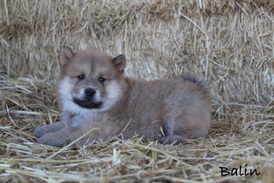 Les chiots de Eurasier