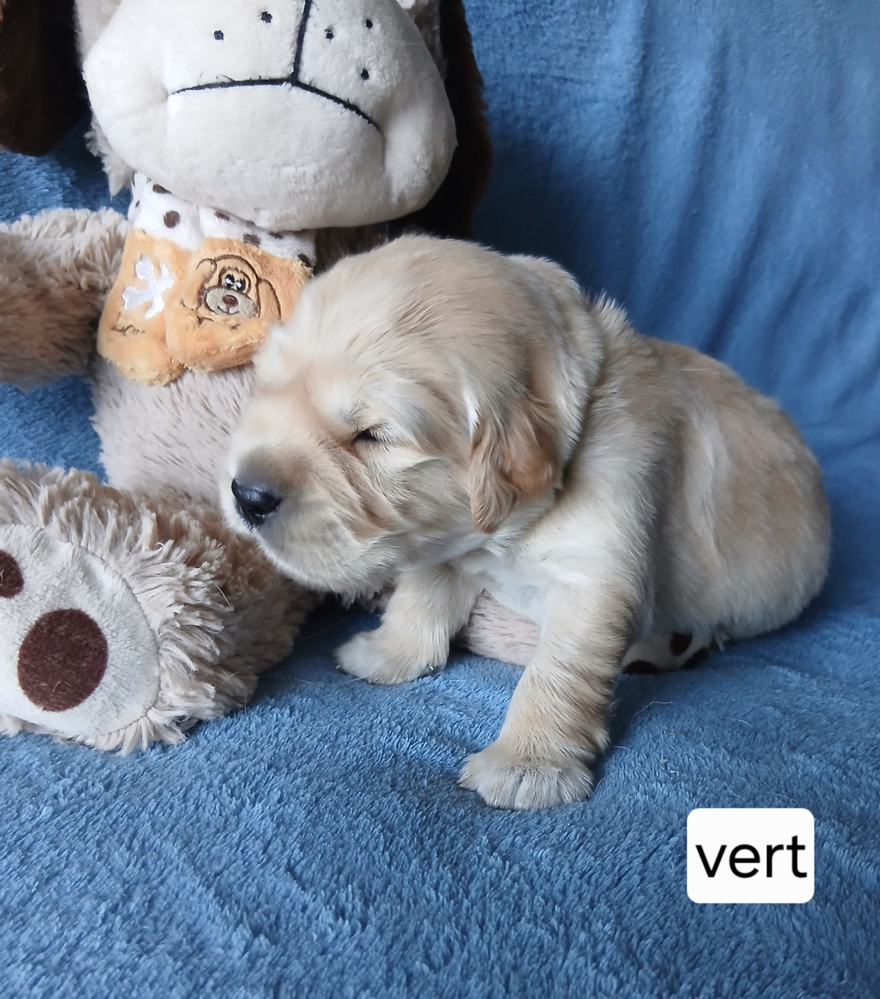 Monsieur Vert - Golden Retriever