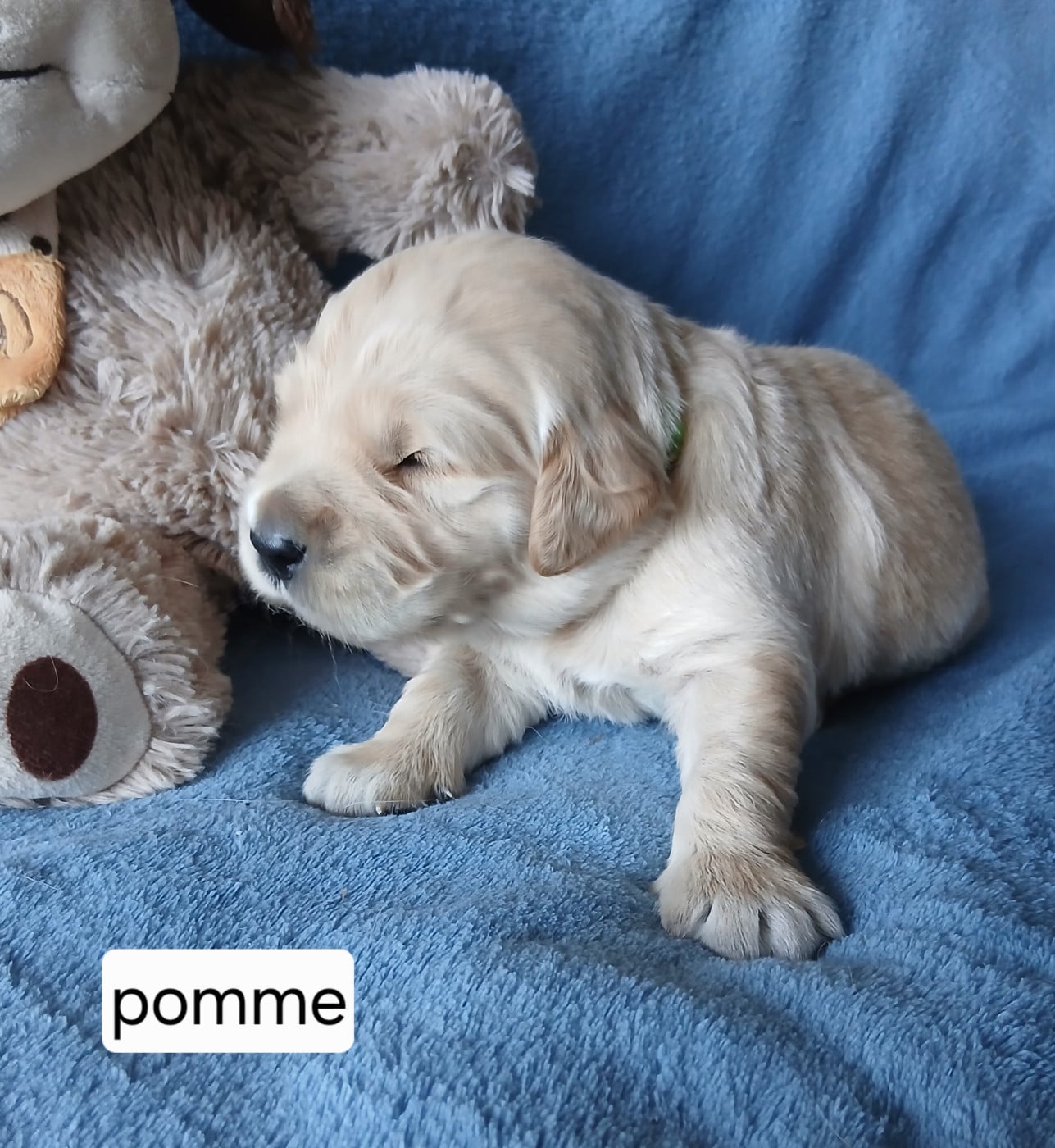 Monsieur Pomme - Golden Retriever