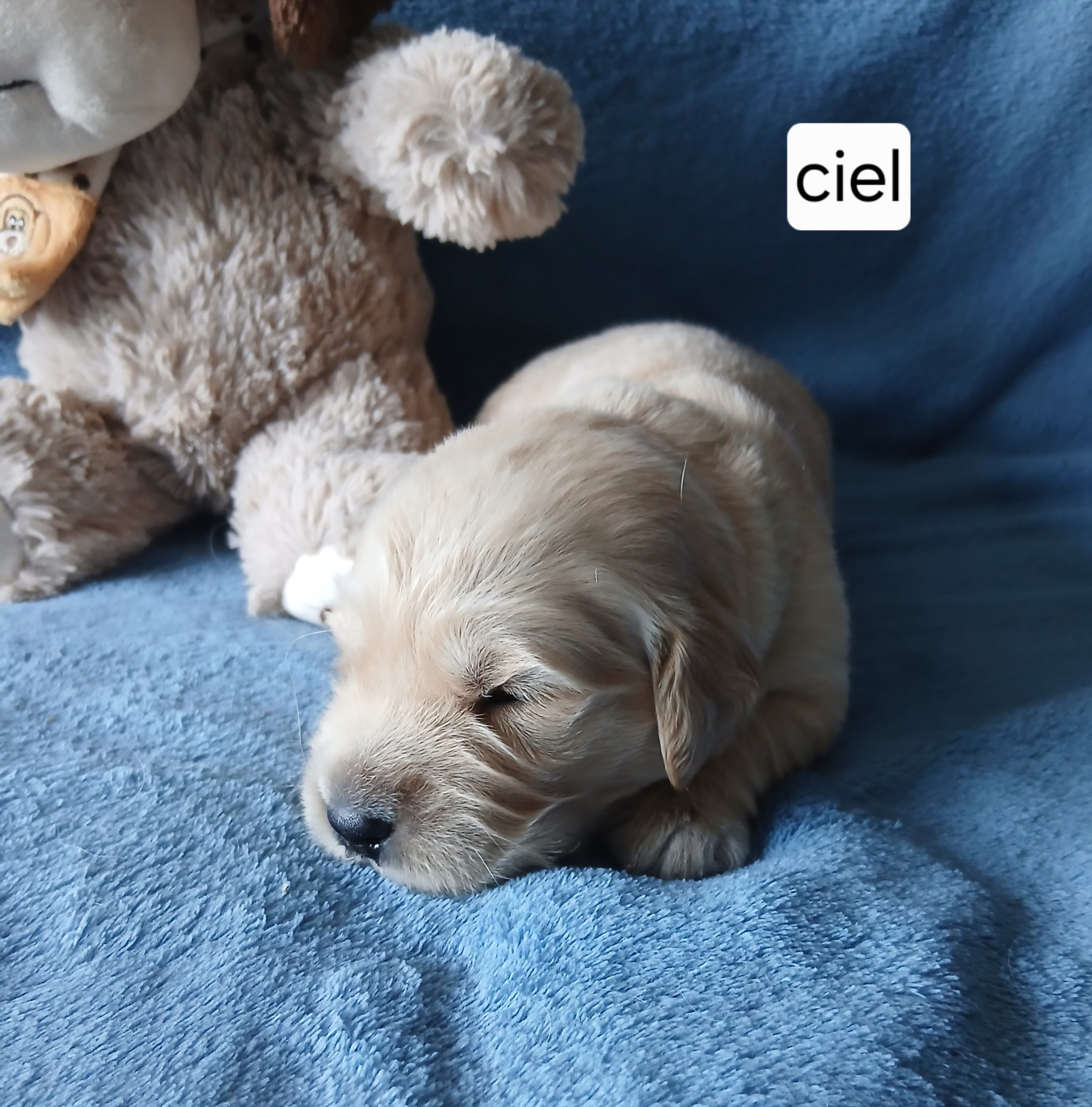 Monsieur Ciel - Golden Retriever