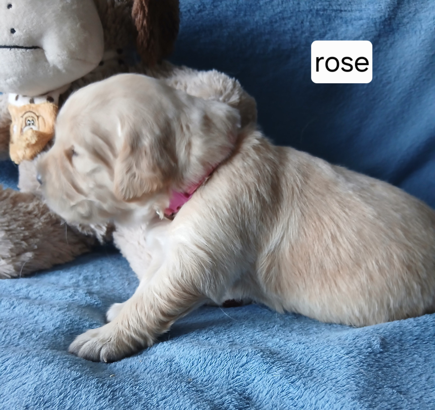 Miss Rose - Golden Retriever