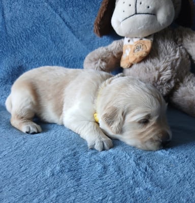 Les chiots de Golden Retriever