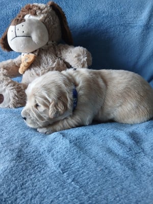 Les chiots de Golden Retriever