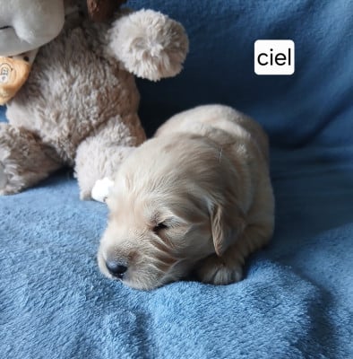 Les chiots de Golden Retriever