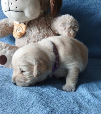 Les chiots de Golden Retriever