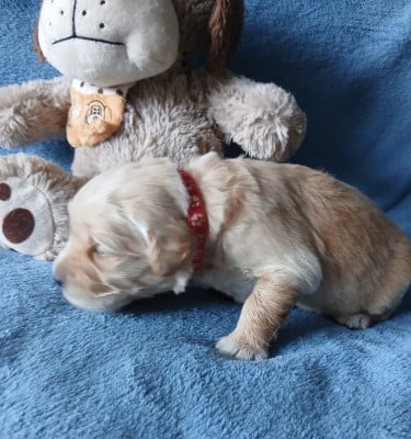 Les chiots de Golden Retriever