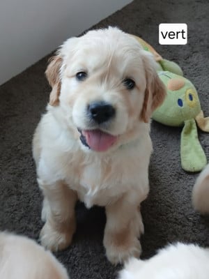 Les chiots de Golden Retriever