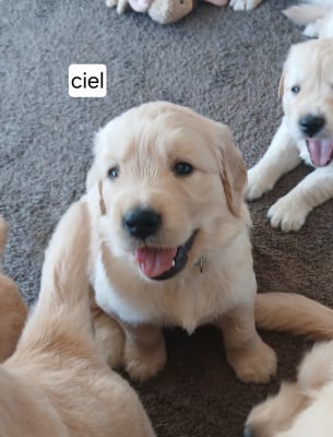 Les chiots de Golden Retriever