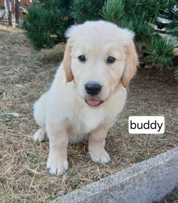 Les chiots de Golden Retriever