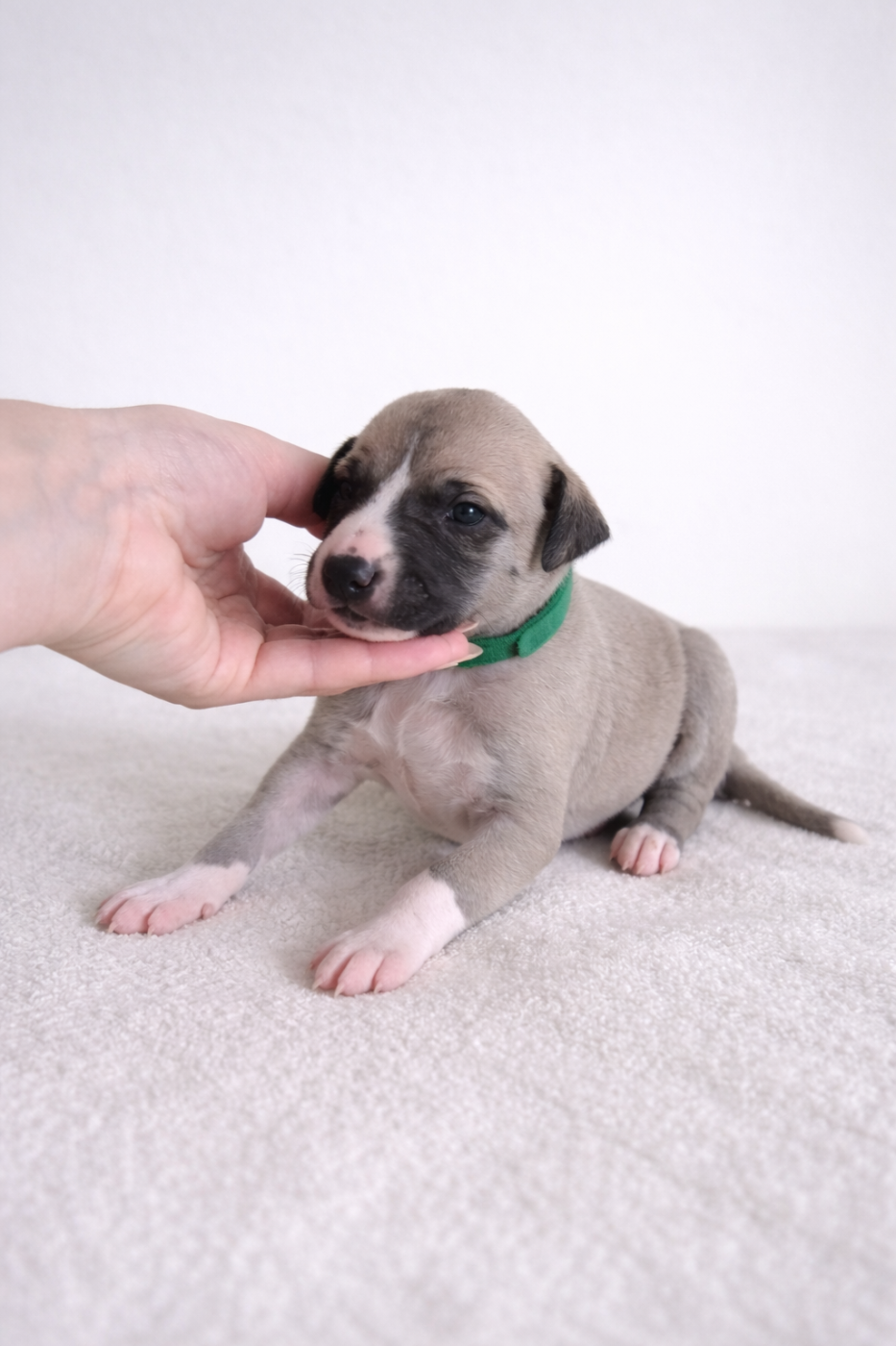 Be My Star - Whippet