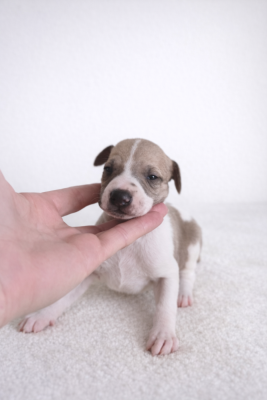 Les chiots de Whippet