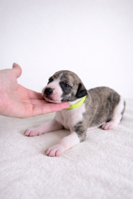 Les chiots de Whippet