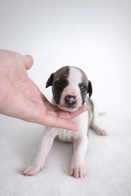 Les chiots de Whippet