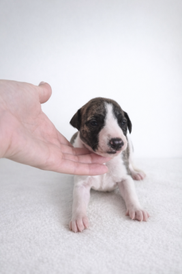 Les chiots de Whippet