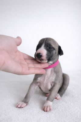 Les chiots de Whippet