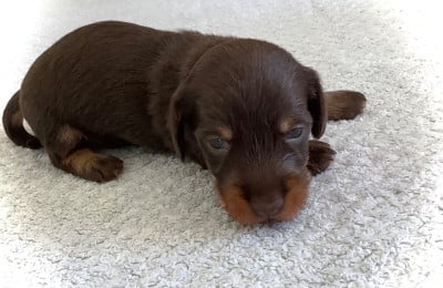 Les chiots de Teckel poil dur