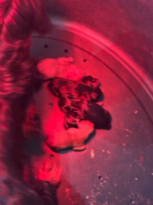 Les chiots de Cavalier King Charles Spaniel