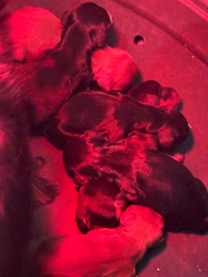 Les chiots de Cavalier King Charles Spaniel