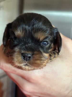 Les chiots de Cavalier King Charles Spaniel