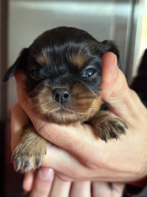 Les chiots de Cavalier King Charles Spaniel
