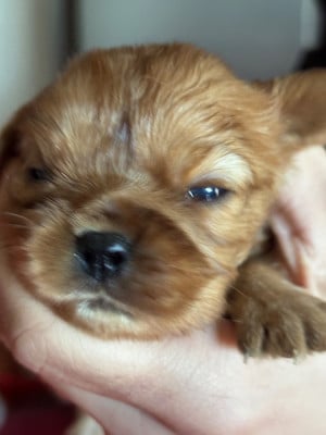 Les chiots de Cavalier King Charles Spaniel