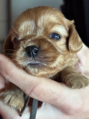 Les chiots de Cavalier King Charles Spaniel