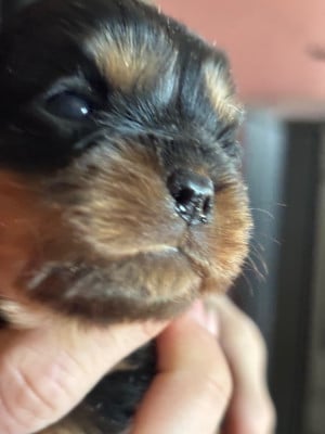 Les chiots de Cavalier King Charles Spaniel